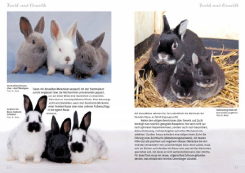 Rassekaninchen